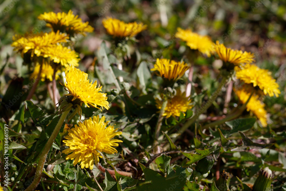 Beautiful Wild Flowers in Spring Blossom
Beautiful Wild Flowers in Spring Blossom