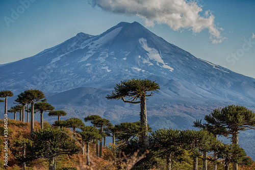 Llaima Volcano with ancient Araucarias