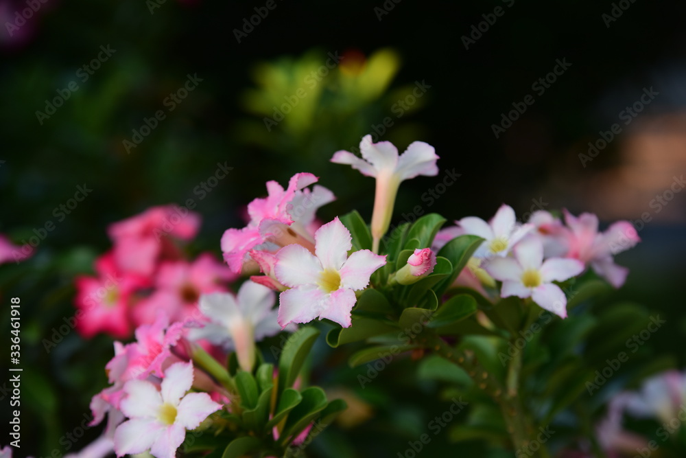 flower blooming.Beautiful flowers in the garden Blooming in the summer.Landscaped Formal Garden. flower blooming.Beautiful flowers in the garden Blooming in the summer.Landscaped Formal Garden.