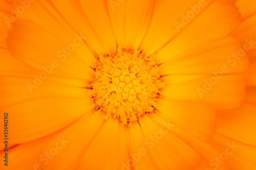 Close-up on the interior of a flower with orange petals - English Marigold