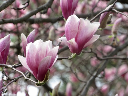 magnolia tree blossoms 