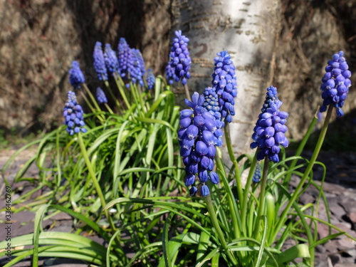 Bluebells in spring