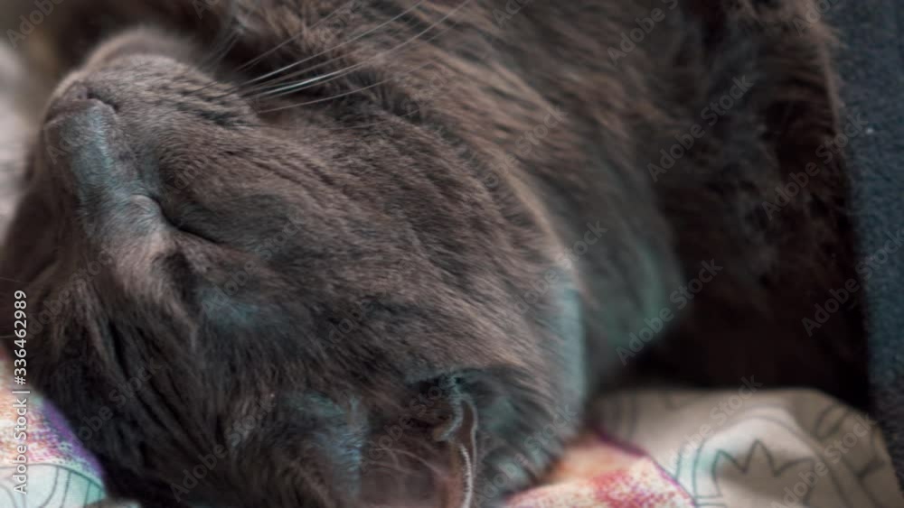 Gray domestic cat sleeping in bed lying on his back, cat feels safe sleeping with belly up.