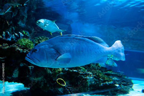 Big fish in a coral aquarium © Jovan