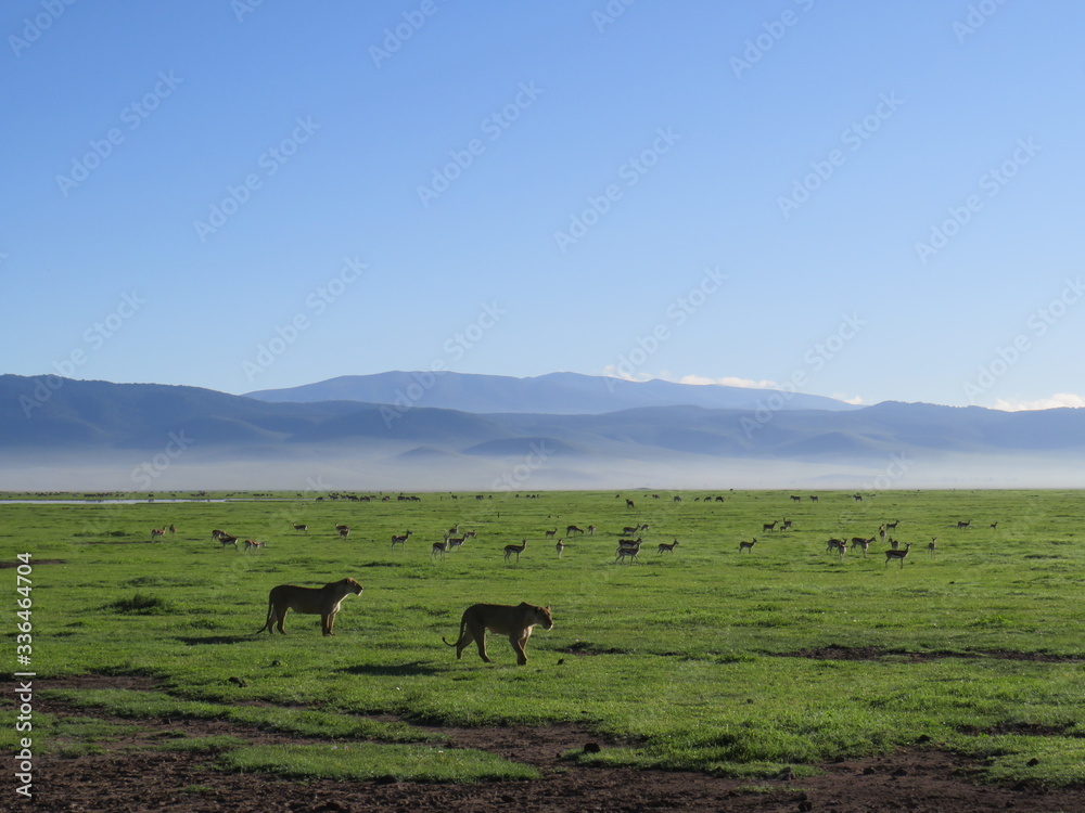 landscape, grass, skyrafa, field, nature, green, sheep, mountain, mountains, summer, farm, meadow, clouds, rural, agriculture, hill, pasture, countryside, blue, herd, hills, country, cow, animal, tree