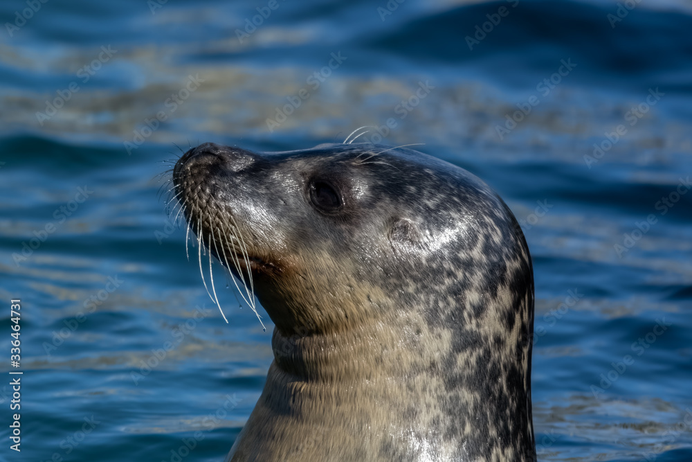 Fototapeta premium Close Up portrait Grey Seal Off North Sea Coast
