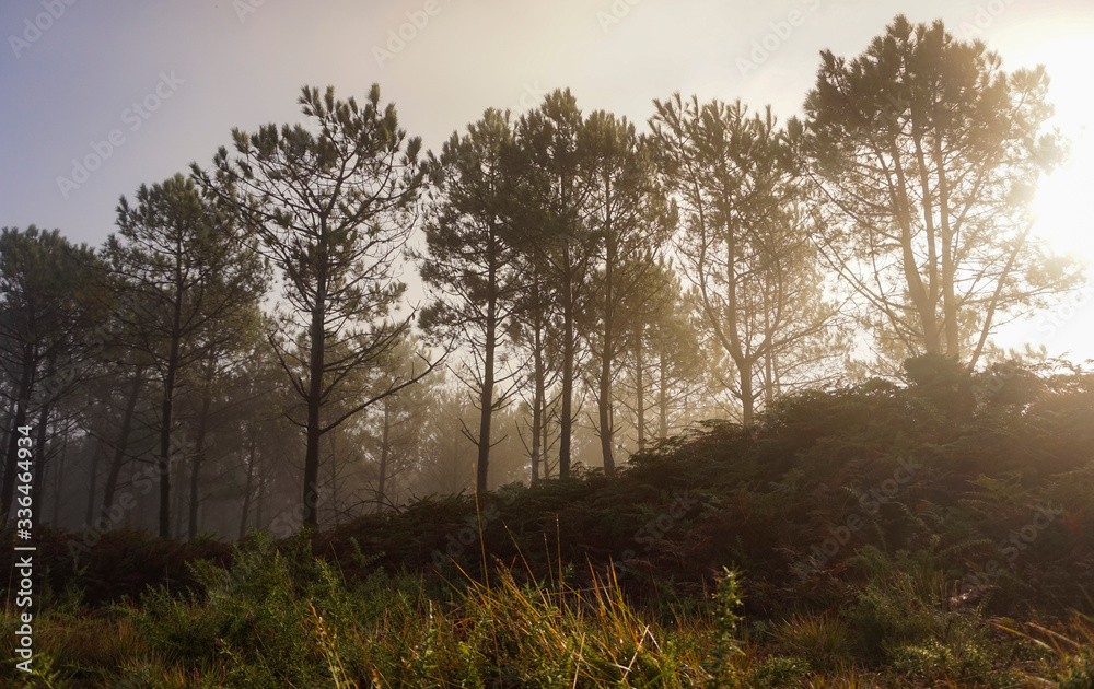 morning in the forest morning in the forest