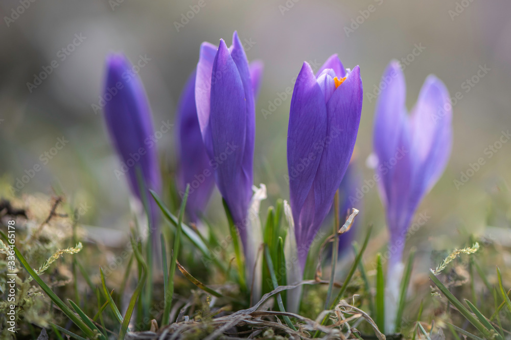 purple spring crocus wild saffron close up against sun light purple spring crocus wild saffron close up against sun light