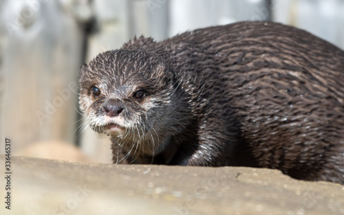 Young Otter Looking out on a Rock