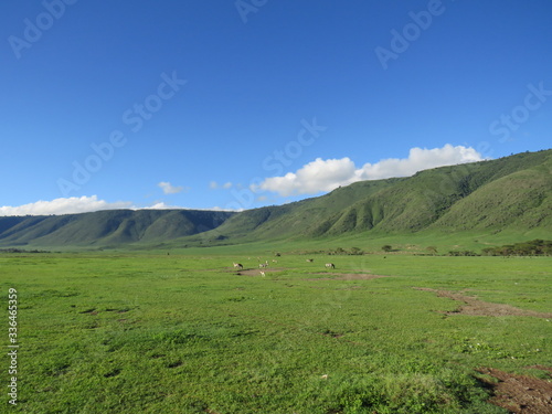 landscape, grass, skyrafa, field, nature, green, sheep, mountain, mountains, summer, farm, meadow, clouds, rural, agriculture, hill, pasture, countryside, blue, herd, hills, country, cow, animal, tree