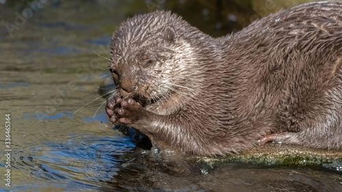 Young Otter Feeding on a Fish