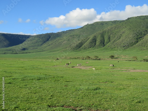 landscape, grass, skyrafa, field, nature, green, sheep, mountain, mountains, summer, farm, meadow, clouds, rural, agriculture, hill, pasture, countryside, blue, herd, hills, country, cow, animal, tree