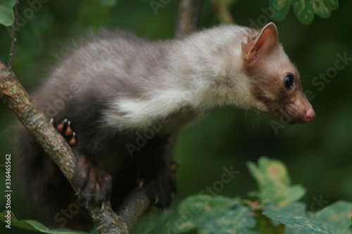 European pine marten (Martes martes) playing and posing on camera