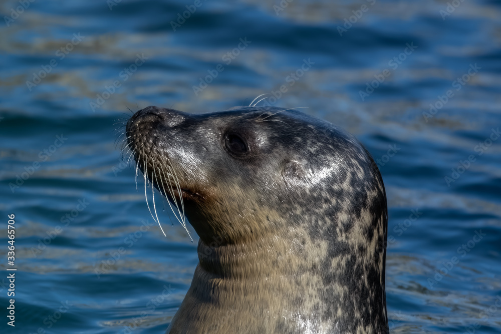 Fototapeta premium Close Up portrait Grey Seal Off North Sea Coast