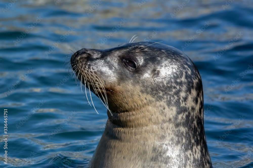 Obraz premium Close Up portrait Grey Seal Off North Sea Coast