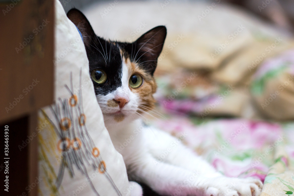 Cat lies on a pillow