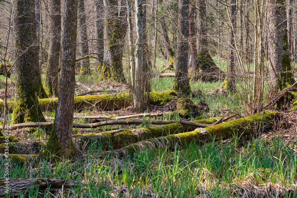 Frash Alder tree mixed forest in early spring Frash Alder tree mixed forest in early spring