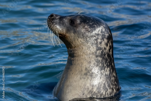 Close Up portrait Grey Seal Off North Sea Coast