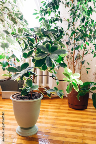 Landscaping at home. Seedlings  potted flowers  care for flowers at home. Child s hands touch green leaves.