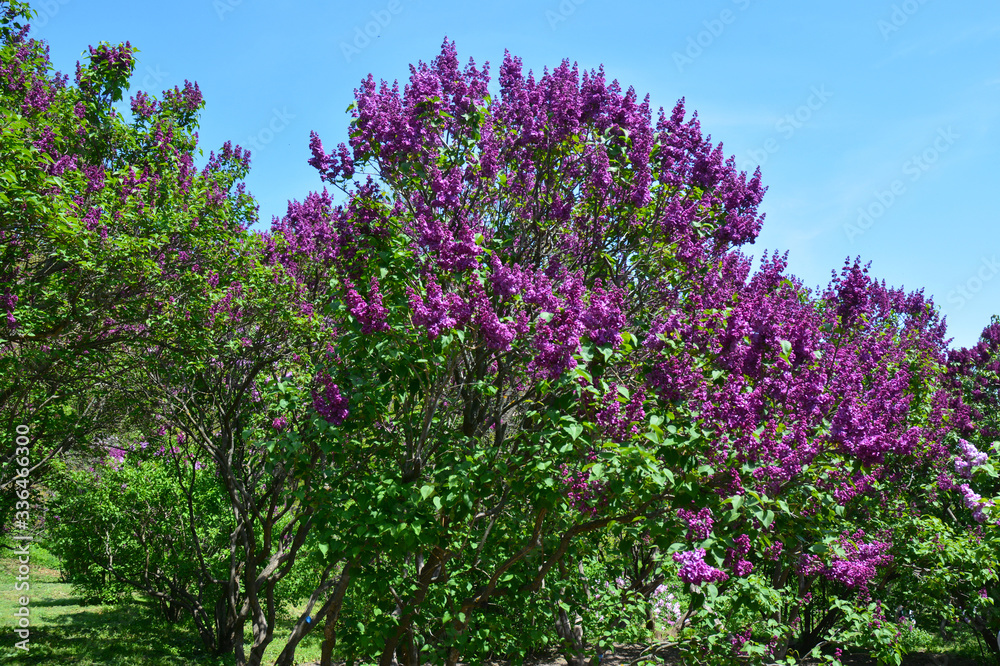 A bush of syringa vulgaris or lilac with mauve, dark pink flowers is blooming in a botanic garden in spring. A bush of syringa vulgaris or lilac with mauve, dark pink flowers is blooming in a botanic garden in spring.