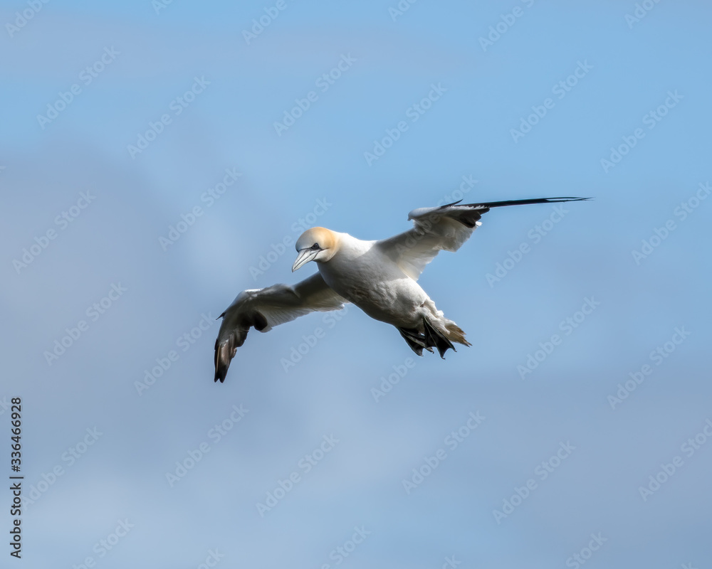 Gannet in Flight over Bempton Cliffs Gannet in Flight over Bempton Cliffs