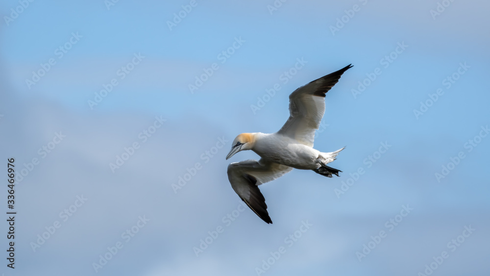 Obraz premium Gannet in Flight over Bempton Cliffs