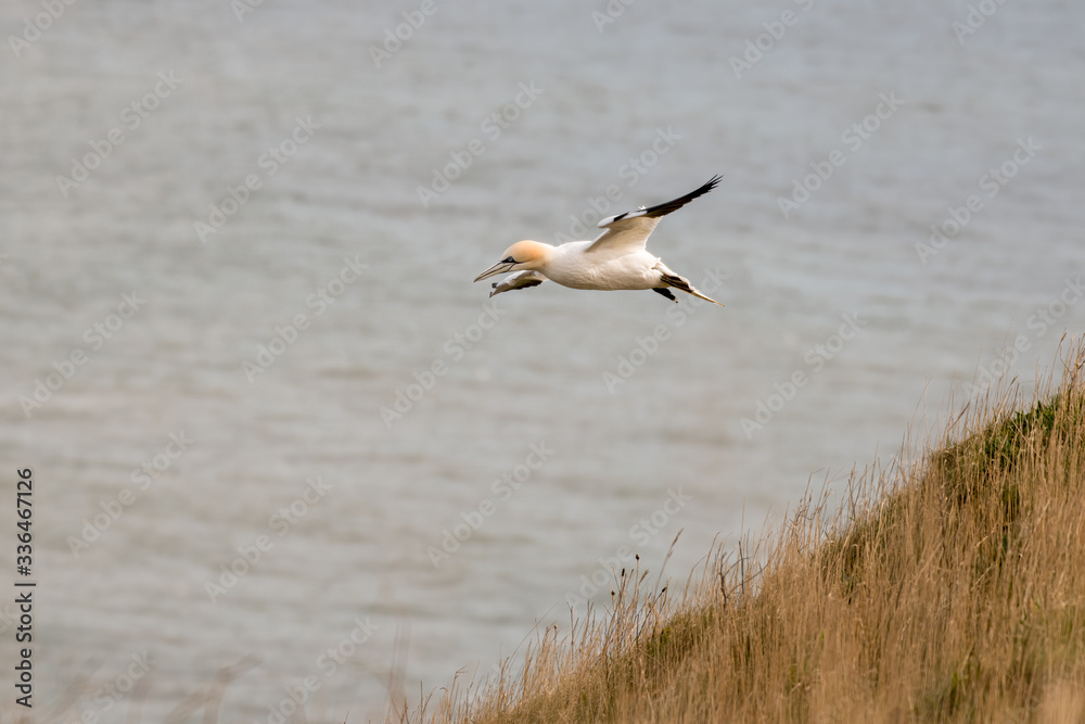 Gannet in Flight over Bempton Cliffs Gannet in Flight over Bempton Cliffs