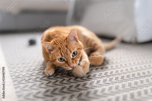 green-eyed tabby cat lying on a carpet, bites a fur ball photo