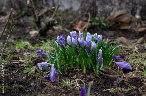 Принти на полотні Crocus flowers =-  first  in  Moscow which I see -in ground