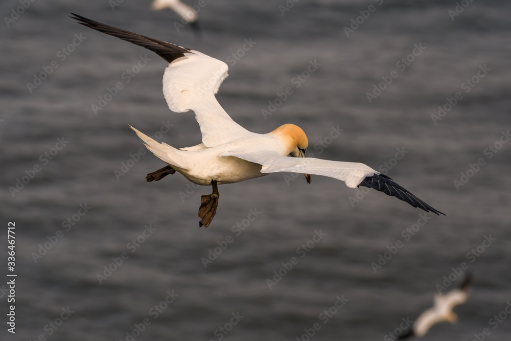 Obraz premium Gannet in Flight over Bempton Cliffs