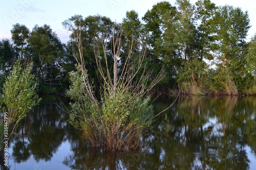 water, river, nature, lake, landscape, forest, tree, sky, trees, reflection, green, summer, park, blue, pond, grass, view, tropical, jungle, clouds, plant, palm, panorama, beauty, amazon