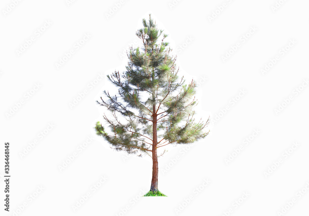 Small christmas tree 1 complete green tree from nature, isolated on a white background Small christmas tree 1 complete green tree from nature, isolated on a white background