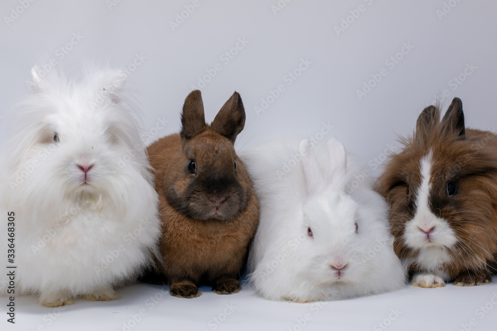 Gruppe von vier Zwergkaninchen im Portrait in einer Fotobox