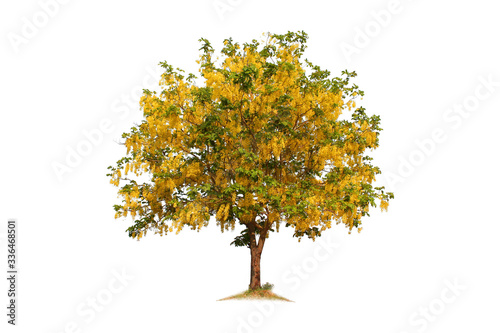 Yellow flower tree  multiply tree   isolated on a white background