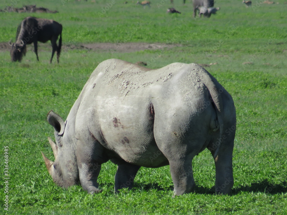 Fototapeta premium Africa