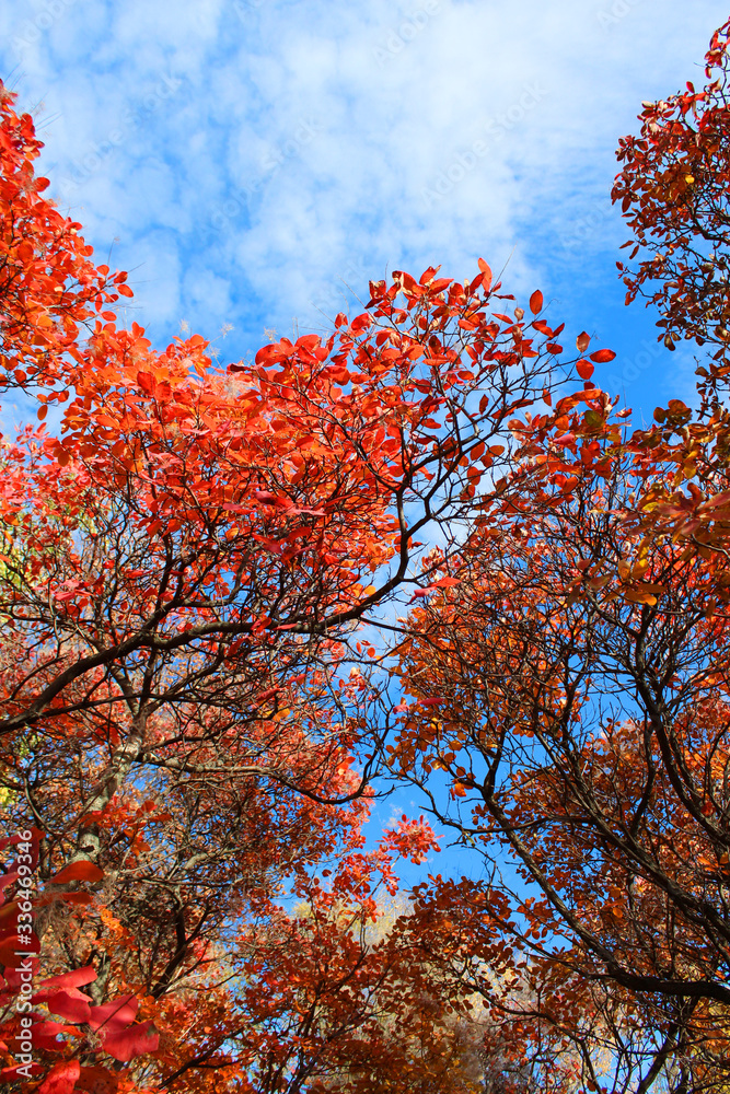 Red Cotinus coggygria leaves in autumn forest. Beautiful colorful autumn. Bright red leaves on tree against blue sky. 