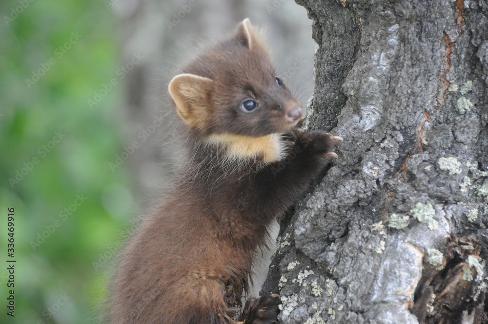 Obraz premium European pine marten (Martes martes) playing and posing on camera