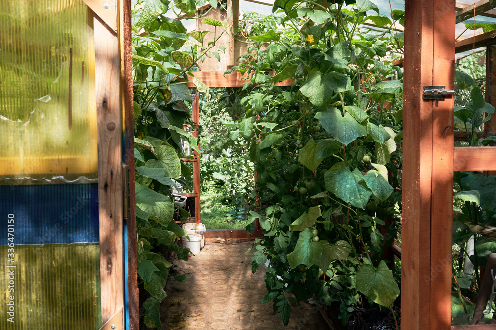 Wooden greenhouse with plants in the row. view through the door.