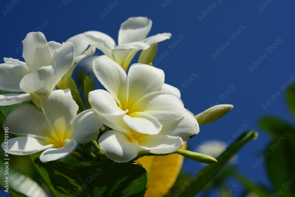 Obraz premium Plumeria Flower. white flower.yellow flower or white flower background.Colorful flowers in nature.Colorful flowers in nature. 