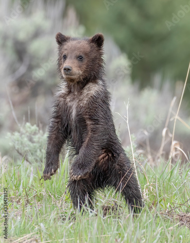 Grizzly cub of the year