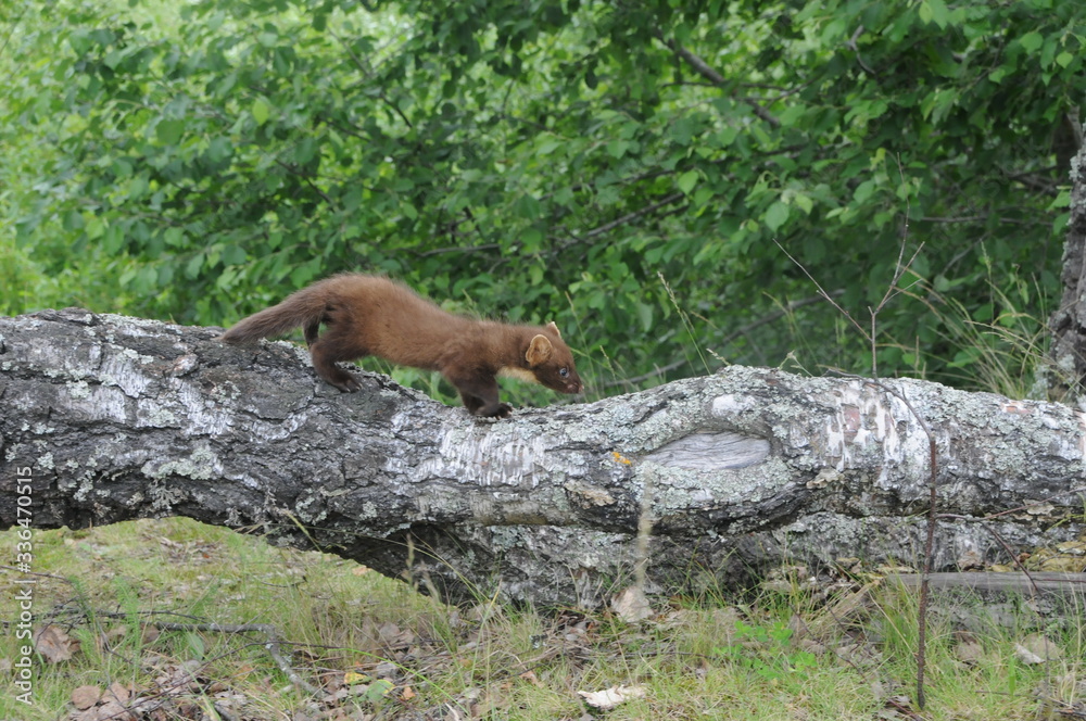 European pine marten (Martes martes) playing and posing on camera European pine marten (Martes martes) playing and posing on camera