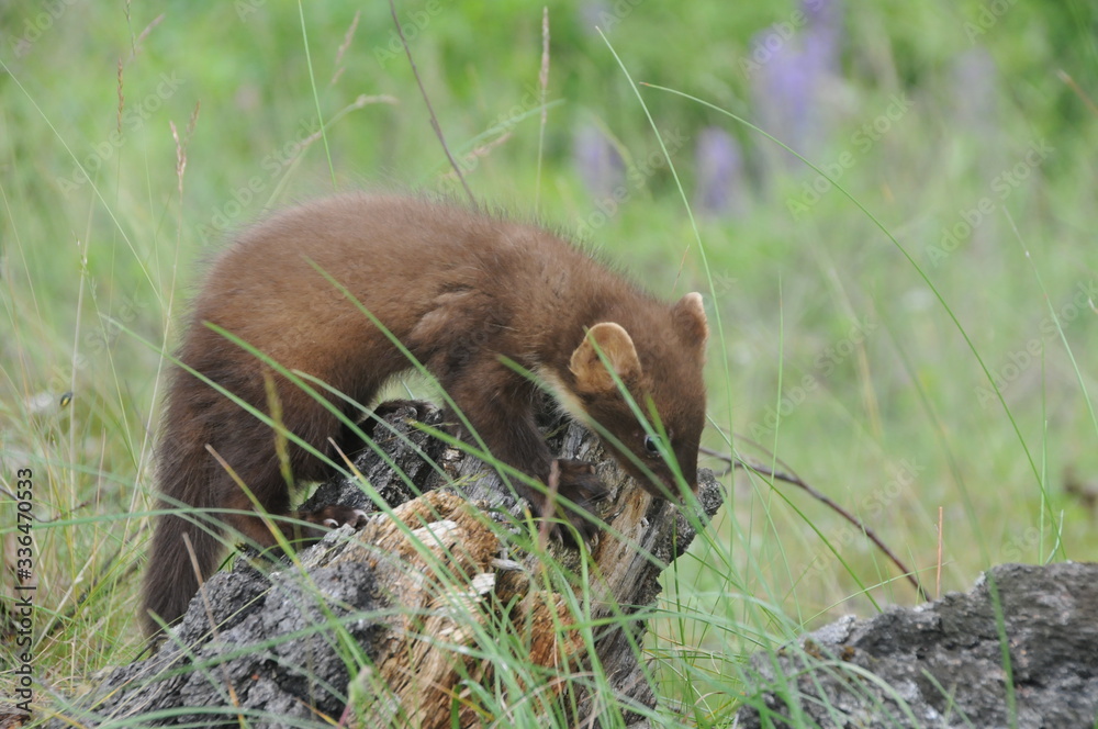 European pine marten (Martes martes) playing and posing on camera European pine marten (Martes martes) playing and posing on camera