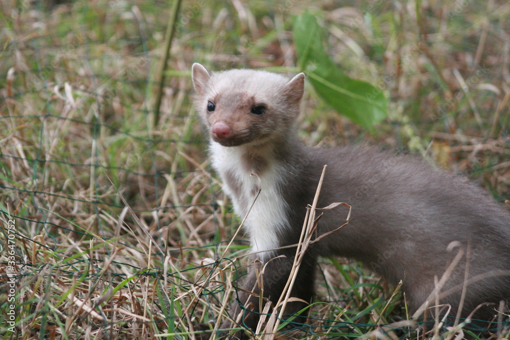 European pine marten (Martes martes) playing and posing on camera European pine marten (Martes martes) playing and posing on camera