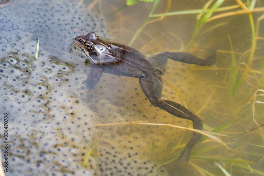 Common Frog Peering out of a Small Pond with Frog Spawn