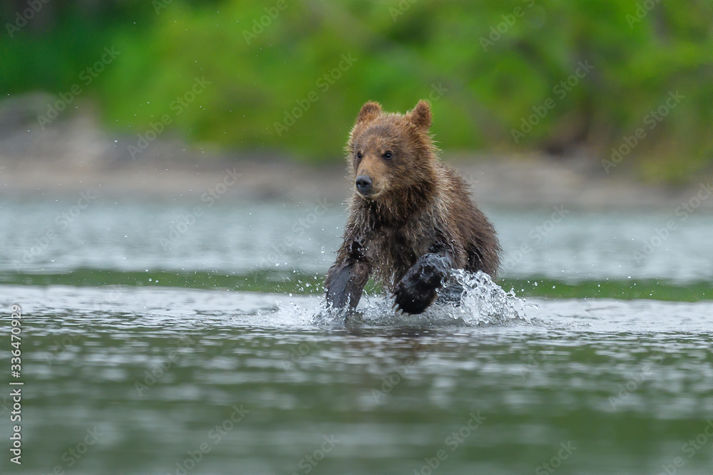 Fototapeta premium Ruling the landscape, brown bears of Kamchatka (Ursus arctos beringianus)