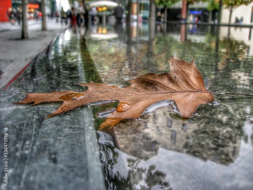 fallen leaf in autumn in pound