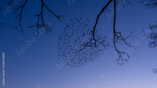 Fototapeta Naklejka Na Ścianę i Meble -  Ptaki nad jeziorem na tle błękitnego nieba. Warmia i Mazury. Polska