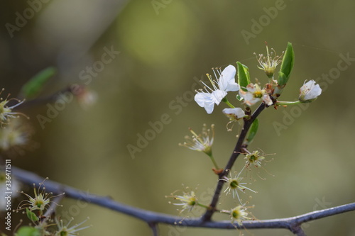 cherry blossom in spring