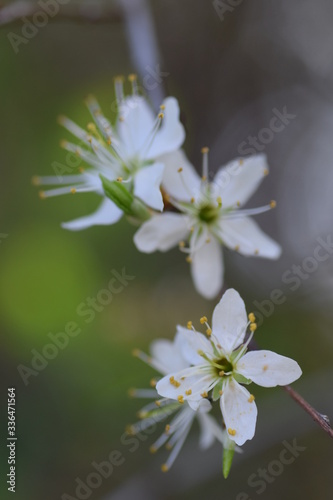 cherry blossom in spring