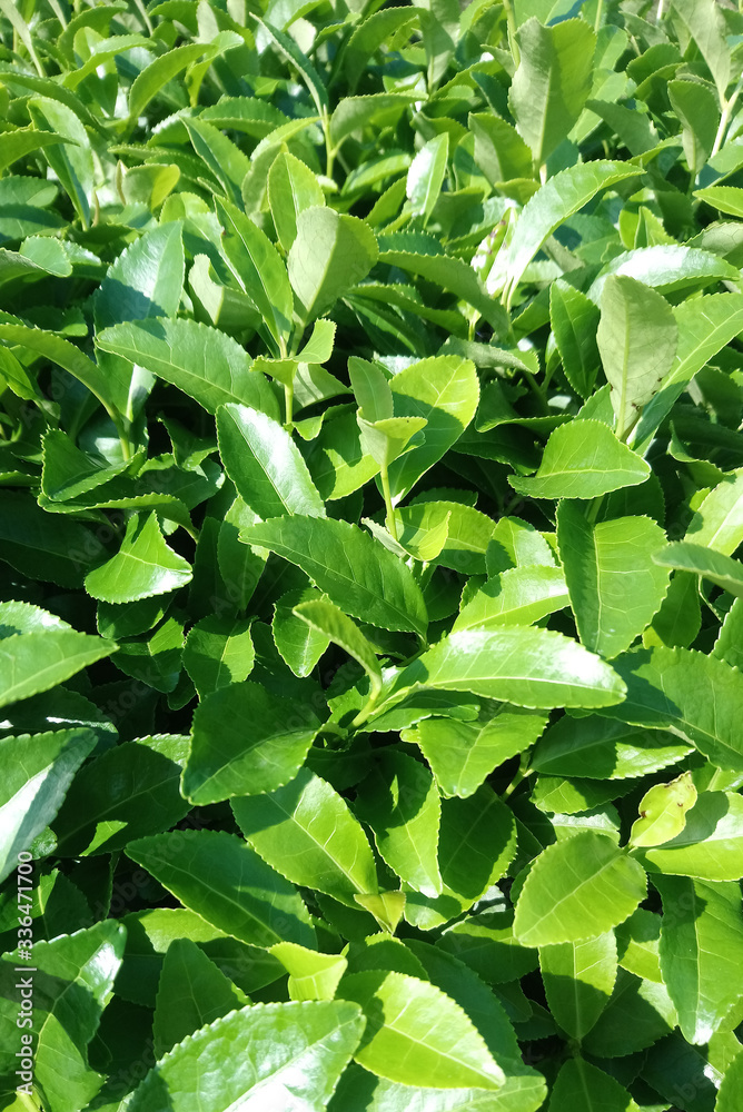 fresh green leaves fresh green leaves